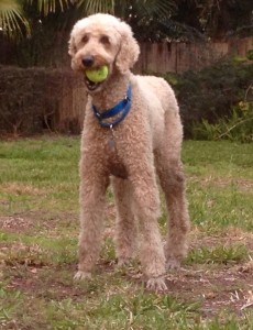 Hamlet with Ball