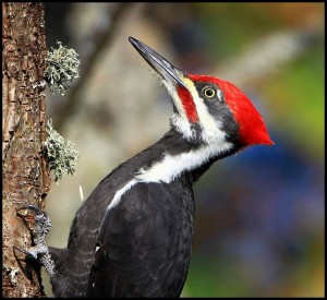 Pileated_Woodpecker