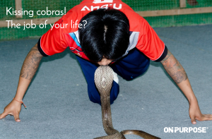 Kissing Cobras